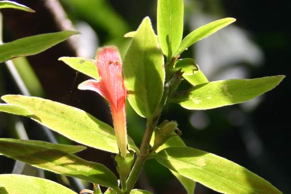 http://www.cloudjungle.com/CloudJungle/Gesneriaceae/Columnea/Columnea sylvia flower2.jpg